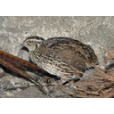 800px-Coturnix_coturnix_(Lmbuga)[1].jpg<>fürj